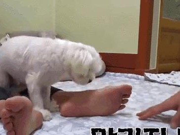 为什么小狗喜欢舔主人？（了解小狗舔主人的原因和意义）