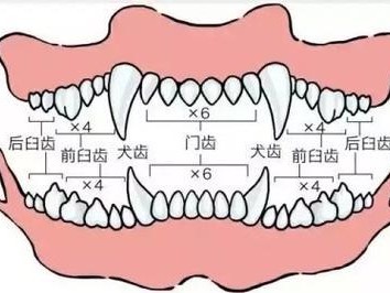 探寻狗狗步入老年期的年龄（从掉牙开始，狗狗逐渐迈向晚年）