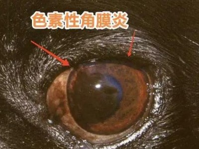 如何有效处理狗狗角膜炎问题（三步完美解决狗狗角膜炎！）