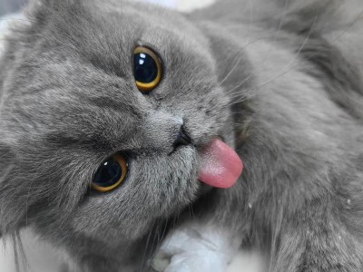 猫绝育后消炎药的选择与注意事项（保护宠物健康，正确使用消炎药）