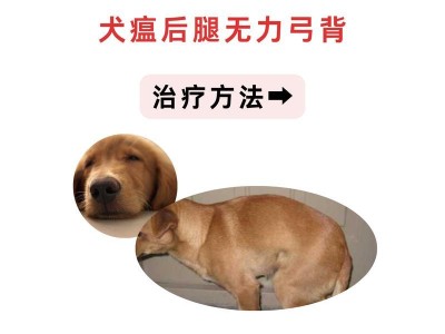 狗狗感染犬瘟需要多久？（病程、治愈时间以及预防措施是什么？）