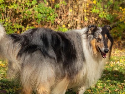 长须柯利牧羊犬的饲养指南（宠爱你的长毛牧羊犬，让它健康快乐成长）