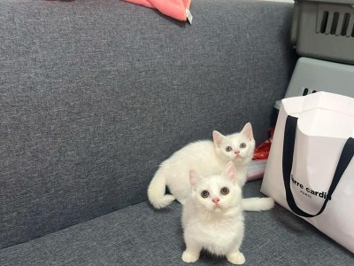 猫爪的神秘之旅（揭开猫脚的奥秘，解析万物间的秘密）