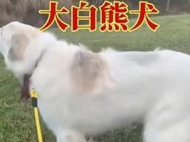 大白熊犬的管理指南（了解如何照顾和培养健康的大白熊犬）