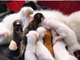 家养母猫（揭秘母猫哺乳期的关键信息）