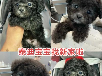 泰迪狗的疫苗接种时间表及重要性（保护你的宠物健康，合理安排疫苗接种计划）