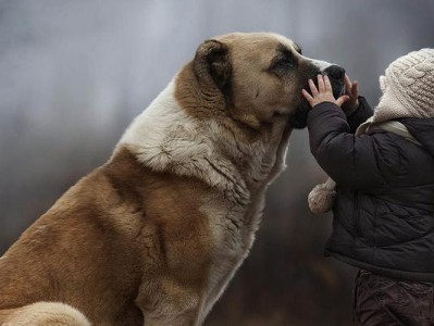 全球大型犬品种大盘点（探寻世界各地的大型宠物犬，精选15款优秀犬种）