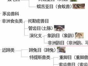 非洲迷你刺猬的饲养方法