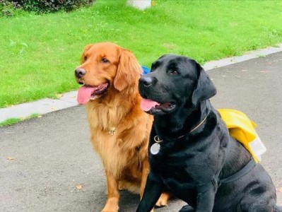 如何分辨拉布拉多和金毛的幼犬？（几个地方轻松辨别，一目了然）