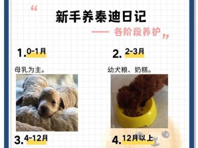 泰迪狗出生后多久可以喝水？（探究泰迪狗的饮水需求及合适的时间节点）