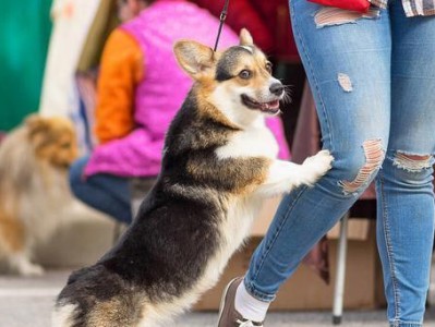 如何饲养瑞典柯基犬（养瑞典柯基犬需要注意的15个问题）