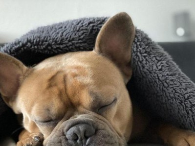 宠物狗狗的夜间睡眠需求（为什么狗狗需要足够的夜间睡眠？）