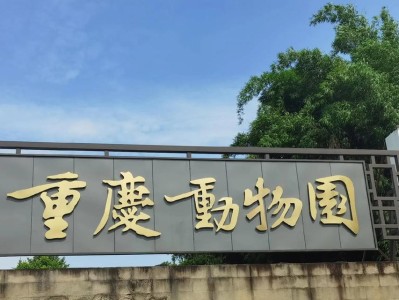 重庆狗基地（重庆狗基地为流浪犬提供庇护与医疗，助力它们找到温暖的家园）