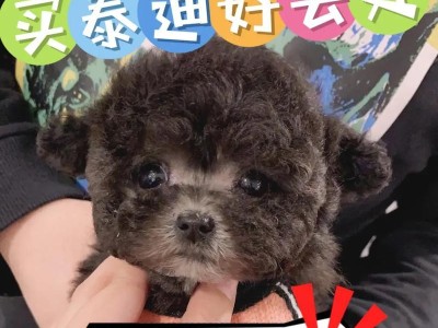 泰迪狗狗的排便频率及养护注意事项（泰迪狗狗大便频率、排便时间、饮食控制、养护方法一网打尽）