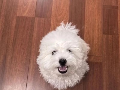 狗狗换牙（了解狗狗换牙的过程和时间）