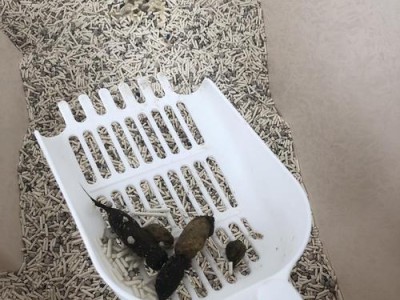 幼猫排便的时间和习惯（了解幼猫如何养成良好的排便习惯）