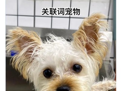 狗狗下崽后多久能洗澡？（宠物护理指南及洗澡时间表）