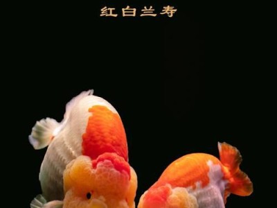 《金鱼店中迷人的品种》（探索多样化的金鱼世界）
