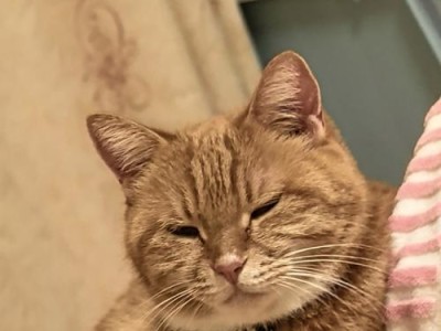 探索宠物猫博主的神秘世界（了解猫奴们最喜欢的猫咪博客以及他们的日常分享）