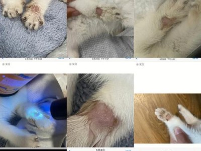 了解猫癣的原因及治疗方法（探索猫癣的病因与有效治疗方法，帮助宠物摆脱病痛）