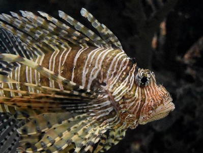 三棘狮子鱼的饲养方法（了解三棘狮子鱼的特性，打造舒适的水族箱环境）