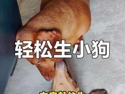 探秘博美生小狗成长周期（揭秘博美生小狗的成长时间和变化趋势）
