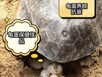 孵化龟蛋的方法与技巧（以孵化箱为主要工具，控制温湿度保障龟蛋健康发育）