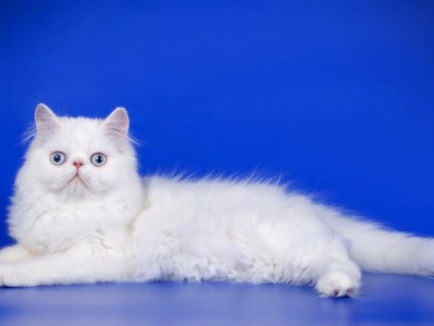 以蓝色眼睛为特征的猫的品种解析（发现蓝眼之美，探索猫咪世界的奇妙）