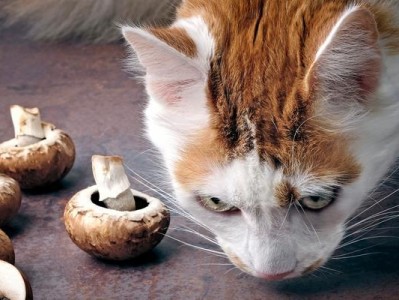 猫中毒后的生死时刻（揭开猫中毒致命倒计时的关键）