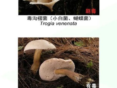 小金县的菌子（探寻小金县的丰富菌类资源和独特美食文化）