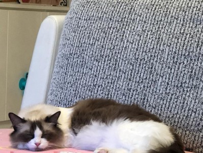 探寻以猫配完多久能看出来的奥秘（揭开以猫配完多久能看出来的时间之谜）