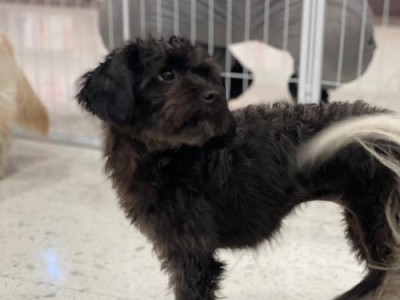 探秘泰迪犬眼珠的神奇之处（从眼珠颜色看泰迪犬的健康与性格）