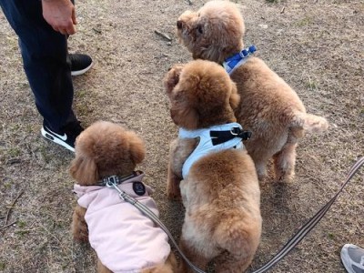 泰迪犬的饮食禁忌（禁止给泰迪犬食用的食物及其危害）