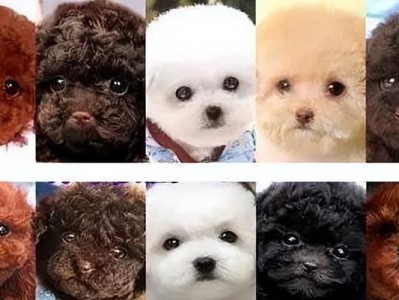 如何避免被骗，买到纯种的泰迪犬（了解泰迪犬价格，避免上当受骗）