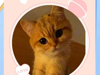 猫咪适应新环境需要多长时间？（猫咪适应新环境的关键是耐心和温柔）