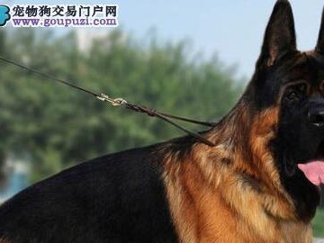 以德牧幼犬感冒吃什么药？（保护你的宠物免受感冒侵袭！）