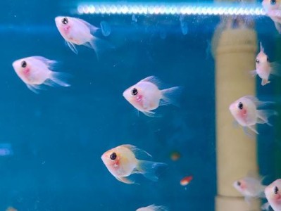 常见热带鱼品种及养殖技巧（探秘家庭养鱼的乐趣，打造自己的水族世界）