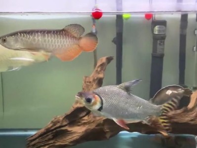 以银龙鱼为主的混养最佳选择（探索与银龙鱼混养的理想伙伴及注意事项）