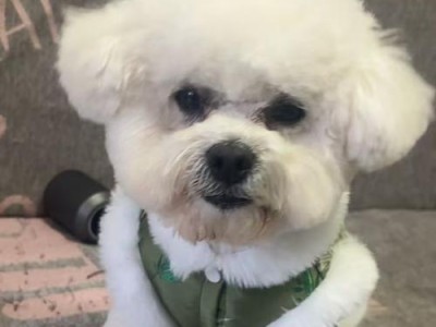 比熊掉牙后多久会长出新牙？（比熊换牙周期及注意事项）