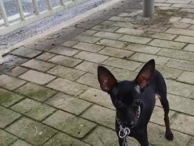 与和鹿狗相似的狗种——马士提夫犬（探索马士提夫犬的鹿狗特征及其与和鹿狗的相似之处）