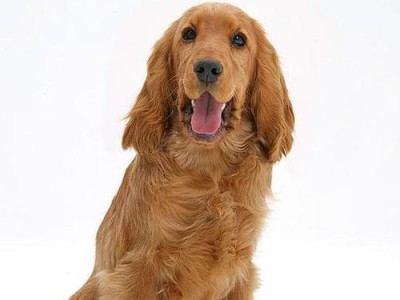 如何养育可卡犬幼犬（为你的小可卡犬提供最佳的幼儿期护理和关注）