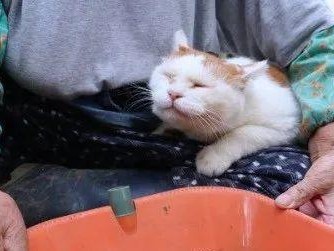 探寻神秘的猫叔家（一窥猫叔家的奇妙生活）