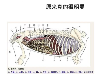 狗狗肠炎（了解狗狗肠炎的常见症状，及时预防和治疗肠道问题）