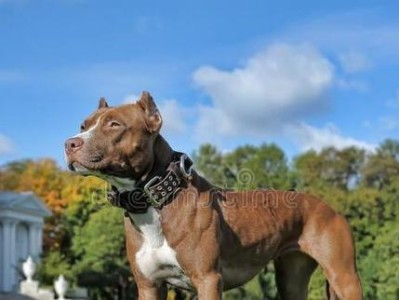 探索犬类天性（解密犬类基因）