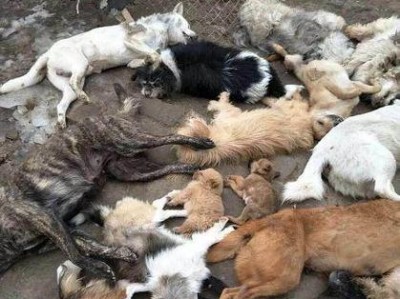 怎么处理路遇流浪狗？（电话求助送往犬只留检所）