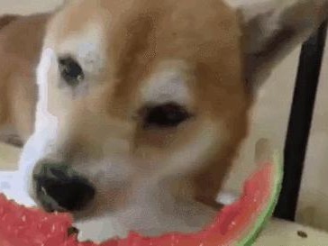 以土狗什么都能吃吗？（探索土狗的饮食习性及限制）