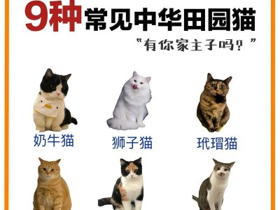 如何解决猫咪肥胖问题（猫咪肥胖的原因及减肥方法）