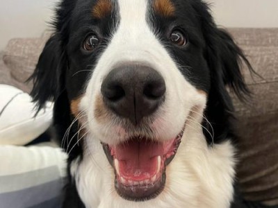 伯恩山犬的饲养方法（一份贴心指南，助你照顾健康快乐的伯恩山犬）