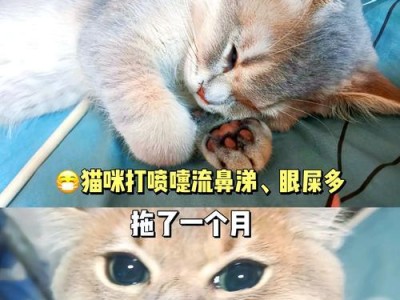 猫咪流鼻涕的原因及处理方法（探究猫咪流鼻涕的多种原因及常见症状）