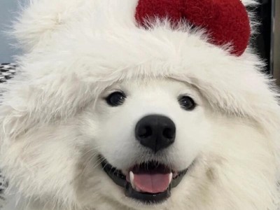 寻找高贵的犬种（探索世界上最贵和高贵的狗种）